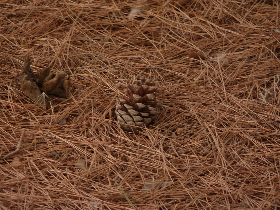 No s'ha trobat l'arxiu